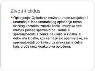 Zivotni ciklus
Oplodjenje: Oplođenje može da bude spoljašnje i
unutrašnje. Kod unutrašnjeg oplođenja nema
fizičkog kontakta između ženki i mužjaka već
mužjak polaže spermatofor u kome su
spermatozoidi, a ženka ga uvlači u kloaku. U
delovima kloake, koji se nazivaju spermateke, se
spermatozoidi održavaju pa svaka jajna ćelija
koja prođe kroz kloaku biva oplođena.
 