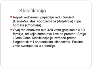 Klasifikacija
Repati vodozemci pripadaju redu Urodela
(Caudata), klasi vodozemaca (Amphibia) i tipu
hordata (Chordata).
Ovaj red obuhvata oko 420 vrsta grupisanih u 10
familija, od kojih samo dve žive na prostoru Srbije
i Crne Gore. Klasifikacija je izvršena prema
filogenetskim i anatomskim sličnostima. Fosline
vrste svrstane su u 4 familije.
 