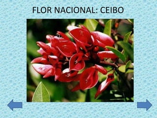 FLOR NACIONAL: CEIBO
 