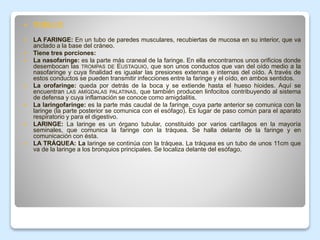  CUELLO:
 LA FARINGE: En un tubo de paredes musculares, recubiertas de mucosa en su interior, que va
anclado a la base del cráneo.
 Tiene tres porciones:
 La nasofaringe: es la parte más craneal de la faringe. En ella encontramos unos orificios donde
desembocan las TROMPAS DE EUSTAQUIO, que son unos conductos que van del oído medio a la
nasofaringe y cuya finalidad es igualar las presiones externas e internas del oído. A través de
estos conductos se pueden transmitir infecciones entre la faringe y el oído, en ambos sentidos.
 La orofaringe: queda por detrás de la boca y se extiende hasta el hueso hioides. Aquí se
encuentran LAS AMÍGDALAS PALATINAS, que también producen linfocitos contribuyendo al sistema
de defensa y cuya inflamación se conoce como amigdalitis.
 La laringofaringe: es la parte más caudal de la faringe, cuya parte anterior se comunica con la
laringe (la parte posterior se comunica con el esófago). Es lugar de paso común para el aparato
respiratorio y para el digestivo.
 LARINGE: La laringe es un órgano tubular, constituido por varios cartílagos en la mayoría
seminales, que comunica la faringe con la tráquea. Se halla delante de la faringe y en
comunicación con ésta.
 LA TRÁQUEA: La laringe se continúa con la tráquea. La tráquea es un tubo de unos 11cm que
va de la laringe a los bronquios principales. Se localiza delante del esófago.
 