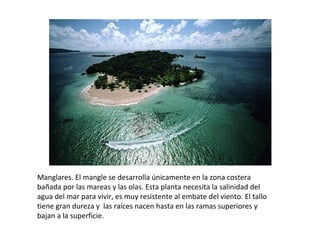 Manglares. El mangle se desarrolla únicamente en la zona costera 
bañada por las mareas y las olas. Esta planta necesita la salinidad del 
agua del mar para vivir, es muy resistente al embate del viento. El tallo 
tiene gran dureza y  las raíces nacen hasta en las ramas superiores y 
bajan a la superficie.
 