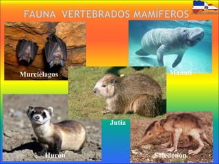 Murciélagos
Hurón
Manatí
Jutía
Soledonón