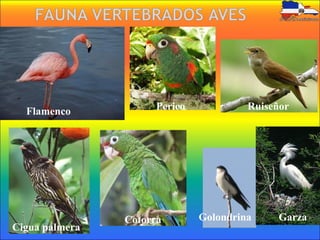 Flamenco
Perico Ruiseñor
Cotorra
Cigua palmera
Garza
Golondrina