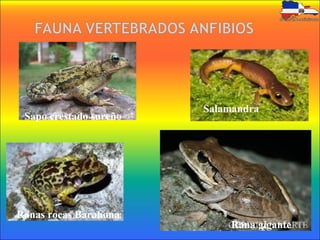 Sapo crestado sureño
Ranas rocas Barahona
Salamandra
Rana gigante