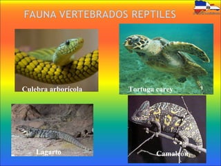 Culebra arborícola Tortuga carey
Lagarto Camaleón