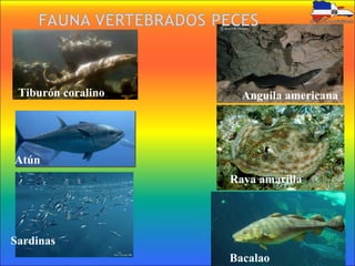 Tiburón coralino
Sardinas
Anguila americana
Raya amarilla
Bacalao
Atún