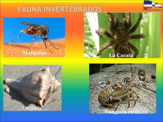 Mosquitos
Caracola
La Cacata
Langosta caribeña