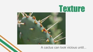 Texture
A cactus can look vicious until...
 