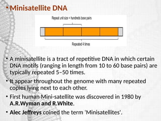 Minisatellite Example Types of DNA- Repetitive and Satellite DNA | PPTX