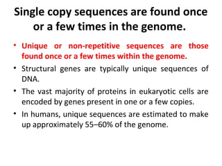 Single copy sequences are found once
or a few times in the genome.
• Unique or non-repetitive sequences are those
found once or a few times within the genome.
• Structural genes are typically unique sequences of
DNA.
• The vast majority of proteins in eukaryotic cells are
encoded by genes present in one or a few copies.
• In humans, unique sequences are estimated to make
up approximately 55–60% of the genome.
 