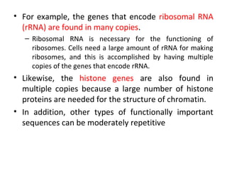 • For example, the genes that encode ribosomal RNA
(rRNA) are found in many copies.
– Ribosomal RNA is necessary for the functioning of
ribosomes. Cells need a large amount of rRNA for making
ribosomes, and this is accomplished by having multiple
copies of the genes that encode rRNA.
• Likewise, the histone genes are also found in
multiple copies because a large number of histone
proteins are needed for the structure of chromatin.
• In addition, other types of functionally important
sequences can be moderately repetitive
 