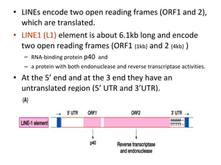 • LINEs encode two open reading frames (ORF1 and 2),
which are translated.
• LINE1 (L1) element is about 6.1kb long and encode
two open reading frames (ORF1 {1kb} and 2 {4kb} )
– RNA-binding protein p40 and
– a protein with both endonuclease and reverse transcriptase activities.
• At the 5’ end and at the 3 end they have an
untranslated region (5’ UTR and 3’UTR).
 