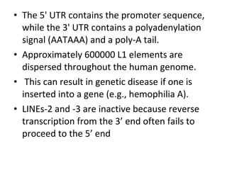• The 5' UTR contains the promoter sequence,
while the 3' UTR contains a polyadenylation
signal (AATAAA) and a poly-A tail.
• Approximately 600000 L1 elements are
dispersed throughout the human genome.
• This can result in genetic disease if one is
inserted into a gene (e.g., hemophilia A).
• LINEs-2 and -3 are inactive because reverse
transcription from the 3’ end often fails to
proceed to the 5’ end
 