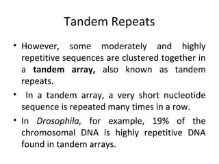 Tandem Repeats
• However, some moderately and highly
repetitive sequences are clustered together in
a tandem array, also known as tandem
repeats.
• In a tandem array, a very short nucleotide
sequence is repeated many times in a row.
• In Drosophila, for example, 19% of the
chromosomal DNA is highly repetitive DNA
found in tandem arrays.
 