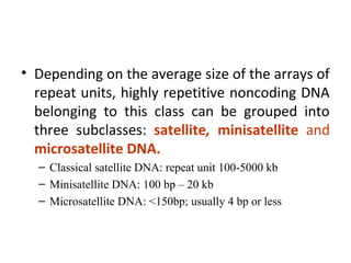 • Depending on the average size of the arrays of
repeat units, highly repetitive noncoding DNA
belonging to this class can be grouped into
three subclasses: satellite, minisatellite and
microsatellite DNA.
– Classical satellite DNA: repeat unit 100-5000 kb
– Minisatellite DNA: 100 bp – 20 kb
– Microsatellite DNA: <150bp; usually 4 bp or less
 