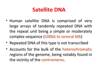 Satellite DNA
• Human satellite DNA is comprised of very
large arrays of tandemly repeated DNA with
the repeat unit being a simple or moderately
complex sequence (100kb to several Mb)
• Repeated DNA of this type is not transcribed
• Accounts for the bulk of the heterochromatic
regions of the genome, being notably found in
the vicinity of the centromeres.
 