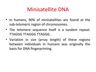 Minisatellite DNA
• In humans, 90% of minisatellites are found at the
sub-telomeric region of chromosomes.
• The telomere sequence itself is a tandem repeat:
TTAGGG TTAGGG TTAGGG .
• Variation in size (array length) of these regions
between individuals in humans was originally the
basis for DNA fingerprinting.
 