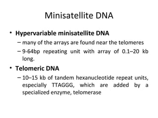 Minisatellite DNA
• Hypervariable minisatellite DNA
– many of the arrays are found near the telomeres
– 9-64bp repeating unit with array of 0.1–20 kb
long.
• Telomeric DNA
– 10–15 kb of tandem hexanucleotide repeat units,
especially TTAGGG, which are added by a
specialized enzyme, telomerase
 