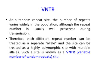 VNTR
• At a tandem repeat site, the number of repeats
varies widely in the population, although the repeat
number is usually well preserved during
transmission.
• Therefore each different repeat number can be
treated as a separate "allele" and the site can be
treated as a highly polymorphic site with multiple
alleles. Such a site is known as a VNTR (variable
number of tandem repeats) site.
 