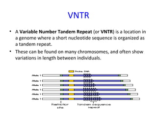 VNTR
• A Variable Number Tandem Repeat (or VNTR) is a location in
a genome where a short nucleotide sequence is organized as
a tandem repeat.
• These can be found on many chromosomes, and often show
variations in length between individuals.
 