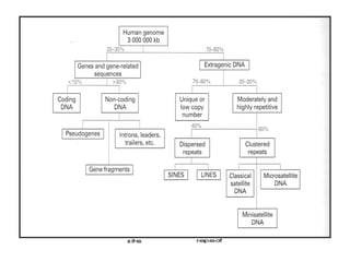 VNTR
• A Variable Number Tandem Repeat (or VNTR) is a location in
a genome where a short nucleotide sequence is organized as
a tandem repeat.
• These can be found on many chromosomes, and often show
variations in length between individuals.
 