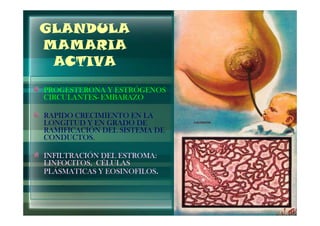 GLANDULA
MAMARIA
 ACTIVA
PROGESTERONA Y ESTRÓGENOS
CIRCULANTES-
CIRCULANTES- EMBARAZO

RAPIDO CRECIMIENTO EN LA
LONGITUD Y EN GRADO DE
RAMIFICACIÓN DEL SISTEMA DE
CONDUCTOS.

INFILTRACIÓN DEL ESTROMA:
LINFOCITOS, CÉLULAS
PLÁSMATICAS Y EOSINOFILOS.
 