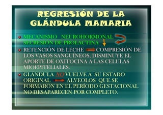 REGRESIÓN DE LA
  GLÁNDULA MAMARIA
MECANISMO NEUROHORMONAL
SECRESIÓN DE PROLACTINA
RETENCIÓN DE LECHE     COMPRESIÓN DE
LOS VASOS SANGUÍNEOS, DISMINUYE EL
APORTE DE OXITOCINA A LAS CELULAS
MIOEPITELIALES.
GLÁNDULA NO VUELVE A SU ESTADO
ORIGINAL      ALVEOLOS QUE SE
FORMARON EN EL PERÍODO GESTACIONAL
NO DESAPARECEN POR COMPLETO.
                   COMPLETO.
 