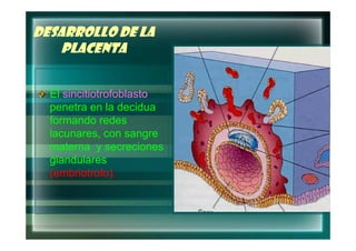 DESARROLLO DE LA
    PLACENTA


  El sincitiotrofoblasto
  penetra en la decidua
  formando redes
  lacunares,
  lacunares, con sangre
  materna y secreciones
  glandulares
  (embriotrofo).
   embriotrofo).
 
