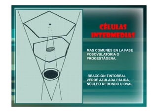 CÉLULAS
  INTERMEDIAS

MAS COMUNES EN LA FASE
POSOVULATORIA O
PROGESTÁGENA.




REACCIÓN TINTOREAL
VERDE AZULADA PÁLIDA,
NÚCLEO REDONDO U OVAL.
 