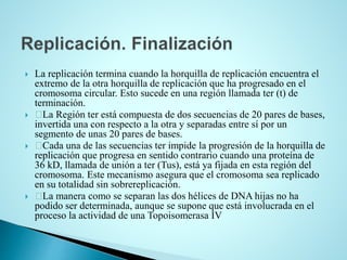  La replicación termina cuando la horquilla de replicación encuentra el
extremo de la otra horquilla de replicación que ha progresado en el
cromosoma circular. Esto sucede en una región llamada ter (t) de
terminación.
 La Región ter está compuesta de dos secuencias de 20 pares de bases,
invertida una con respecto a la otra y separadas entre sí por un
segmento de unas 20 pares de bases.
 Cada una de las secuencias ter impide la progresión de la horquilla de
replicación que progresa en sentido contrario cuando una proteína de
36 kD, llamada de unión a ter (Tus), está ya fijada en esta región del
cromosoma. Este mecanismo asegura que el cromosoma sea replicado
en su totalidad sin sobrereplicación.
 La manera como se separan las dos hélices de DNA hijas no ha
podido ser determinada, aunque se supone que está involucrada en el
proceso la actividad de una Topoisomerasa IV
 