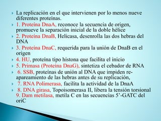  La replicación en el que intervienen por lo menos nueve
diferentes proteínas.
 1. Proteína DnaA, reconoce la secuencia de origen,
promueve la separación inicial de la doble hélice
 2. Proteína DnaB, Helicasa, desenrolla las dos hebras del
DNA
 3. Proteína DnaC, requerida para la unión de DnaB en el
origen
 4. HU, proteína tipo histona que facilita el inicio
 5. Primasa (Proteína DnaG), sintetiza el cebador de RNA
 6. SSB, proteínas de unión al DNA que impiden re-
apareamiento de las hebras antes de su replicación,
 7. RNA Polimerasa, facilita la actividad de la DnaA
 8. DNA girasa, Topoisomerasa II, libera la tensión torsional
9. Dam metilasa, metila C en las secuencias 5’-GATC del
oriC
 