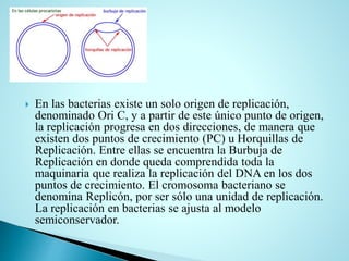  En las bacterias existe un solo origen de replicación,
denominado Ori C, y a partir de este único punto de origen,
la replicación progresa en dos direcciones, de manera que
existen dos puntos de crecimiento (PC) u Horquillas de
Replicación. Entre ellas se encuentra la Burbuja de
Replicación en donde queda comprendida toda la
maquinaria que realiza la replicación del DNA en los dos
puntos de crecimiento. El cromosoma bacteriano se
denomina Replicón, por ser sólo una unidad de replicación.
La replicación en bacterias se ajusta al modelo
semiconservador.
 