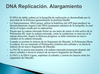 El DNA de doble cadena en la horquilla de replicación es desenrollado por la
actividad de la Helicasa (generalmente la proteína DnaB)
 La Topoisomerasa, DNA girasa, utiliza la hidrólisis del ATP para producir un
desenrollamiento negativo del DNA justamente adelante de la horquilla, lo cual
alivia el torque creado por la replicación.
 Puesto que la cadena retrasada forma un asa antes de entrar al sitio activo de la
Polimerasa III, tanto la cadena retrasada, como la conductora se mueven en la
misma dirección. Según la Helicasa progresa, se debe sintetizar un nuevo
cebador en la cadena retrasada.
 Cuando se termina la síntesis de un fragmento de Okazaki, la Polimerasa libera
la cadena. En ese momento el Primosoma sintetiza otro cebador y se inicia la
sintesis de un nuevo fragmento de Okazaki.
 La Pol III se asocia nuevamente a la cadena retrasada justamente después del
nuevo cebador e inicia la síntesis de un nuevo fragmento de Okazaki.
 La Pol I y la DNA Ligasa, suprimen el cebador y cierran los huecos entre los
segmentos de Okazaki.
 
