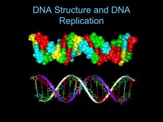 DNA Structure and DNA
Replication
 