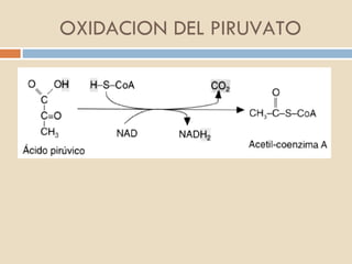 OXIDACION DEL PIRUVATO 