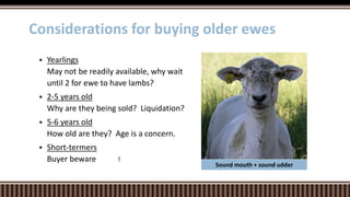  Yearlings
May not be readily available, why wait
until 2 for ewe to have lambs?
 2-5 years old
Why are they being sold? Liquidation?
 5-6 years old
How old are they? Age is a concern.
 Short-termers
Buyer beware !
Considerations for buying older ewes
Sound mouth + sound udder
 