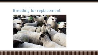 Breeding for replacement
 
