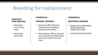  Breed top 30% of flock to
maternal sire to produce
replacement females.
 Breed bottom 70% to terminal
sires to produce market lambs;
sell all ewe lambs from this
cross.
COMMERCIAL
TERMINAL CROSSING
 Breed best
rams to best
ewes.
 Select best
ewe lambs.
SEEDSTOCK
PURE BREEDING
Breeding for replacement
COMMERCIAL
ROTATIONAL CROSSING
 Rotational crossbreeding
systems generate
replacement ewes.
 Use dual-purpose breeds.
 