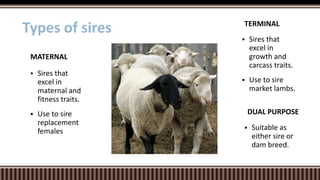  Sires that
excel in
growth and
carcass traits.
 Use to sire
market lambs.
TERMINAL
 Sires that
excel in
maternal and
fitness traits.
 Use to sire
replacement
females
MATERNAL
Types of sires
DUAL PURPOSE
 Suitable as
either sire or
dam breed.
 