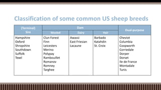 (Terminal)
Sire
Dam
Dual-purpose
Wooled Dairy Hair
Hampshire
Oxford
Shropshire
Southdown
Suffolk
Texel
Clun Forest
Finn
Leicesters
Merino
Polypay
Rambouillet
Romanov
Romney
Targhee
Awassi
East Friesian
Lacaune
Barbado
Katahdin
St. Croix
Cheviot
Columbia
Coopworth
Corriedale
Dorper
Dorset
Ile de France
Montadale
Tunis
Classification of some common US sheep breeds
 