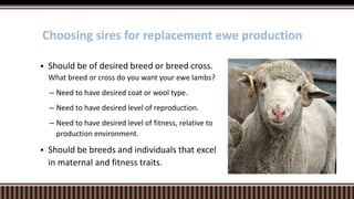  Should be of desired breed or breed cross.
What breed or cross do you want your ewe lambs?
– Need to have desired coat or wool type.
– Need to have desired level of reproduction.
– Need to have desired level of fitness, relative to
production environment.
 Should be breeds and individuals that excel
in maternal and fitness traits.
Choosing sires for replacement ewe production
 