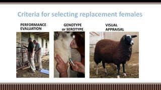 PERFORMANCE
EVALUATION
VISUAL
APPRAISAL
Criteria for selecting replacement females
GENOTYPE
or SEROTYPE
 