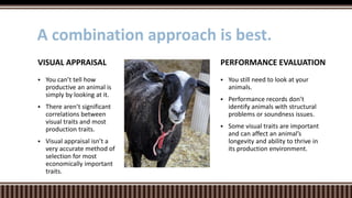  You still need to look at your
animals.
 Performance records don’t
identify animals with structural
problems or soundness issues.
 Some visual traits are important
and can affect an animal’s
longevity and ability to thrive in
its production environment.
PERFORMANCE EVALUATION
 You can’t tell how
productive an animal is
simply by looking at it.
 There aren’t significant
correlations between
visual traits and most
production traits.
 Visual appraisal isn’t a
very accurate method of
selection for most
economically important
traits.
VISUAL APPRAISAL
A combination approach is best.
 