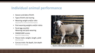  Season and date of birth
 Type of birth and rearing
 Weaning weight and/or ratio
Adjusted for environmental factors
 Post-weaning weights and/or ratios
 Fecal egg count(s)
Weaning and post-weaning
 FAMACHA© scores
Need for deworming
 Fleece traits: weight, length, yield
Wool breeds
 Carcass traits: fat depth, loin depth
Terminal sire breeds
Individual animal performance
Need to individually ID animals and record data.
 