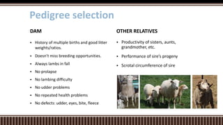  Productivity of sisters, aunts,
grandmother, etc.
 Performance of sire’s progeny
 Scrotal circumference of sire
OTHER RELATIVES
 History of multiple births and good litter
weights/ratios.
 Doesn’t miss breeding opportunities.
 Always lambs in fall
 No prolapse
 No lambing difficulty
 No udder problems
 No repeated health problems
 No defects: udder, eyes, bite, fleece
DAM
Pedigree selection
 