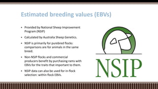  Provided by National Sheep Improvement
Program (NSIP)
 Calculated by Australia Sheep Genetics.
 NSIP is primarily for purebred flocks:
comparisons are for animals in the same
breed.
 Non-NSIP flocks and commercial
producers benefit by purchasing rams with
EBVs for the traits that important to them.
 NSIP data can also be used for in-flock
selection: within flock EBVs.
Estimated breeding values (EBVs)
 