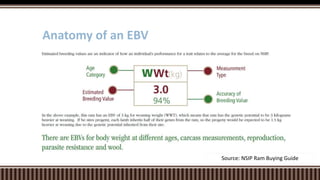 Anatomy of an EBV
Source: NSIP Ram Buying Guide
 