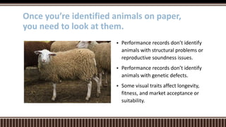  Performance records don’t identify
animals with structural problems or
reproductive soundness issues.
 Performance records don’t identify
animals with genetic defects.
 Some visual traits affect longevity,
fitness, and market acceptance or
suitability.
Once you’re identified animals on paper,
you need to look at them.
 