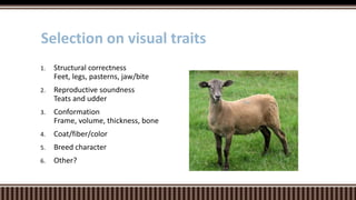 1. Structural correctness
Feet, legs, pasterns, jaw/bite
2. Reproductive soundness
Teats and udder
3. Conformation
Frame, volume, thickness, bone
4. Coat/fiber/color
5. Breed character
6. Other?
Selection on visual traits
 