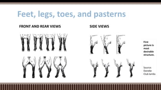 SIDE VIEWSFRONT AND REAR VIEWS
Feet, legs, toes, and pasterns
First
picture is
most
desirable
structure.
Source:
Daneke
Club lambs
 